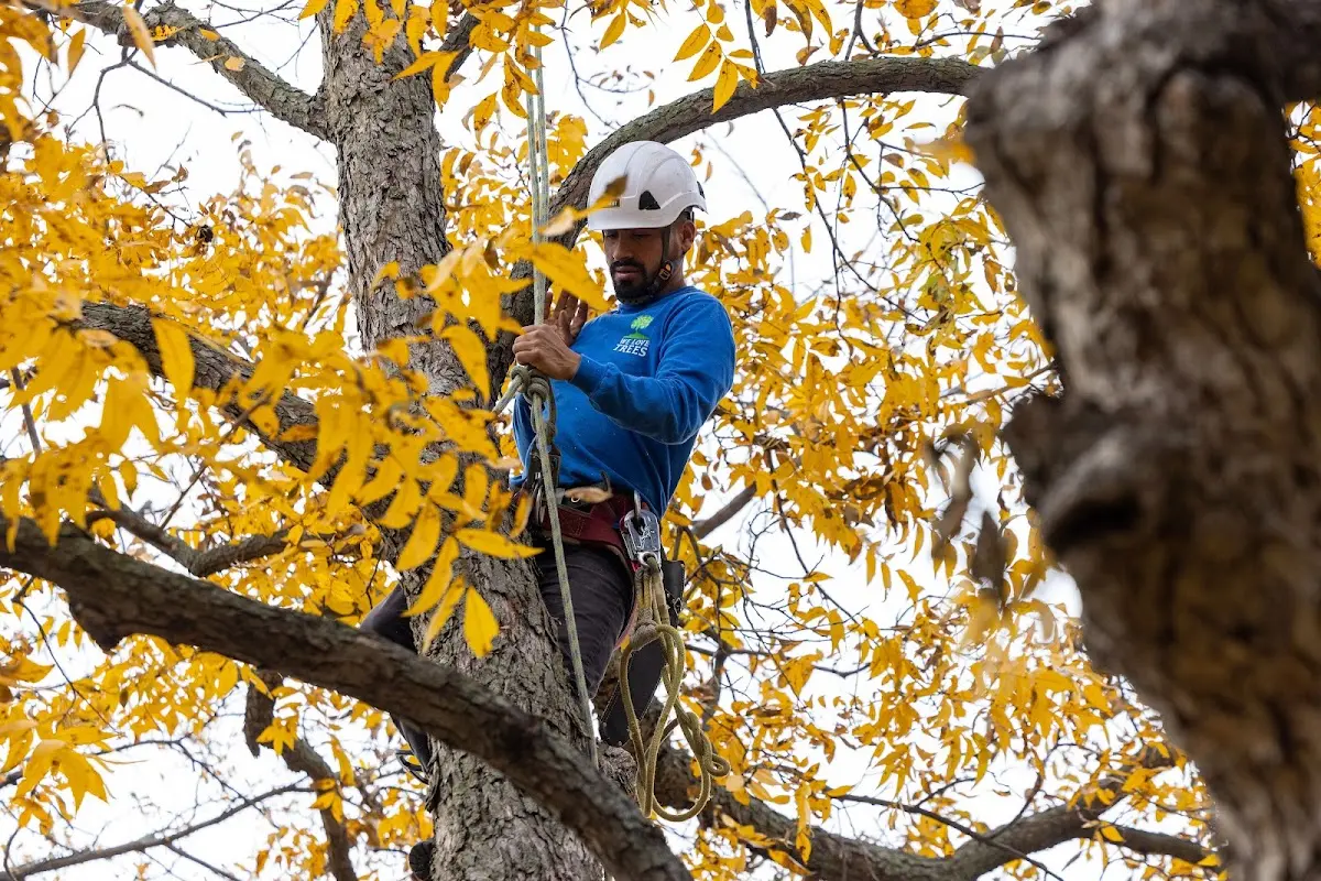 Skilled Tree Pruning crew working in Scott City